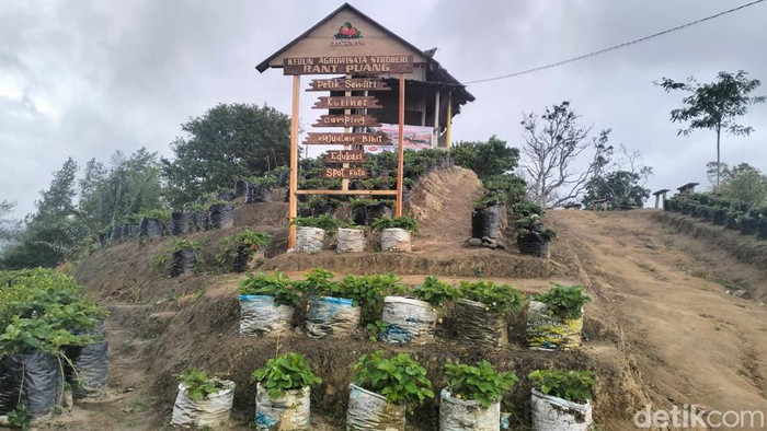 Kawsan agrowisata stroberi di Desa Rantepuang Mamasa, Sulbar.