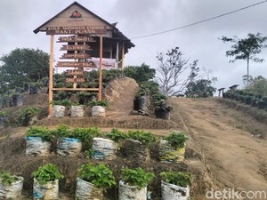 Melihat Keindahan Kawasan Agrowisata Stroberi di Mamasa yang Asri dan Sejuk