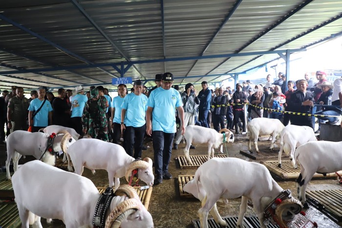 Kontes Domba Garut