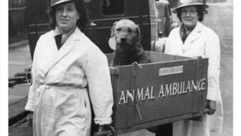 Ambulans untuk hewan yang terluka ketika Perang Dunia II. Foto: LIHpios via Bored Panda