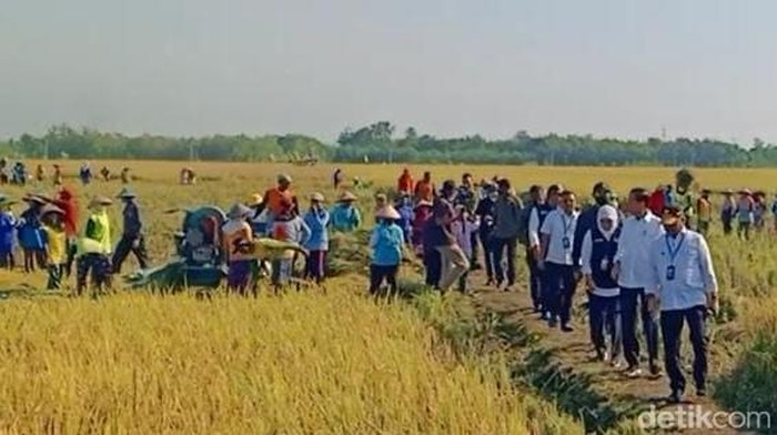 Presiden Jokowi panen raya di Ngawi
