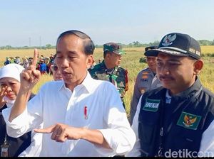 Harga Gabah Bakal Ditentukan, Jokowi: Jangan Sampai Jatuh!