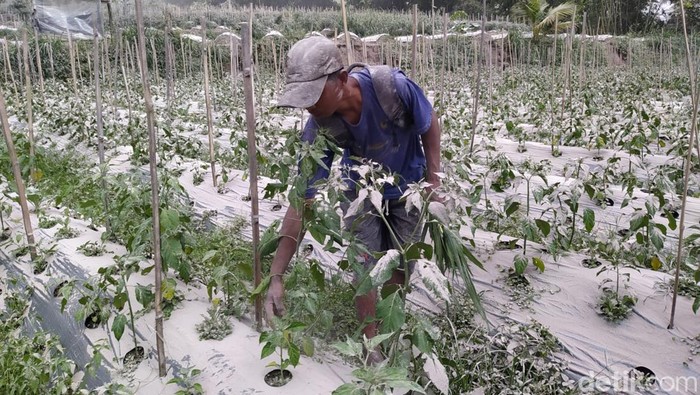 Tanaman sayuran di Desa Paten dan Krinjing, Kecamatan Dukun, Kabupaten Magelang, terdampak hujan abu erupsi Gunung Merapi, Sabtu (11/3/2023).