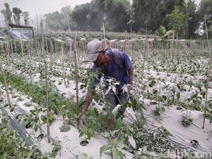 Melihat Kebun Sayur Warga Lereng Merapi Magelang yang Terdampak Hujan Abu