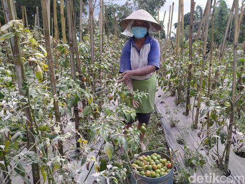 Tanaman sayuran di Desa Paten dan Krinjing, Kecamatan Dukun, Kabupaten Magelang, terdampak hujan abu erupsi Gunung Merapi, Sabtu (11/3/2023).