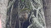 Warga menyebut pohon memiliki batang mirip alat kelamin pria (lanang, bahasa Jawa). Ada ciri khas karena ada pelanangan, kayak alat kelamin pria. Di sebelah selatan pohon, ungkap Haryanto (61), warga setempat, Sabtu (11/3/2023). Foto: Achmad Hussein Syauqi/detikJateng