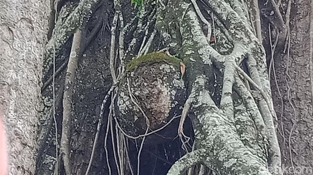 Batang pohon randu alas yang disebut mirip alat kelamin pria di Desa Randulanang, Jatinom, Klaten. Foto diunggah Minggu (12/3/2023).