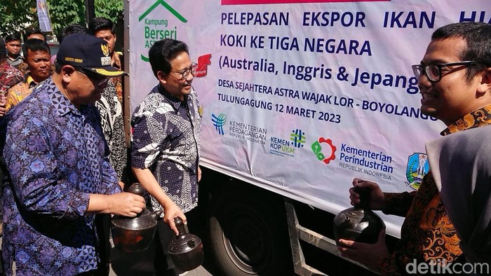 ekspor ikan hias tulungagung