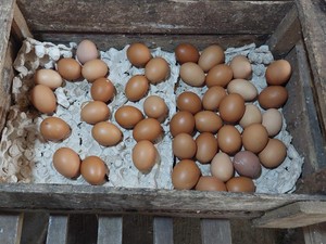 Jelang Ramadan, Harga Telur Ayam Tembus Rp 30.000/Kg