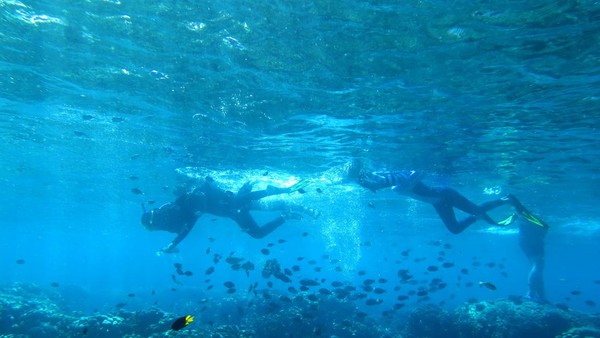 Sejumlah pengunjung melakukan snorkeling di objek wisata Taman Laut Olele, Kabupaten Bone Bolango, Gorontalo, Minggu (12/03/2023).