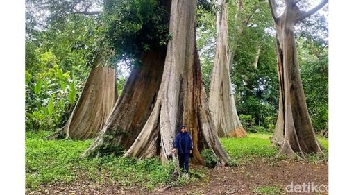 Objek wisata Pohon Lian di Lombok