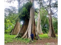 Destinasi Wisata Pohon Purba Berusia 350 Tahun di Lombok Timur