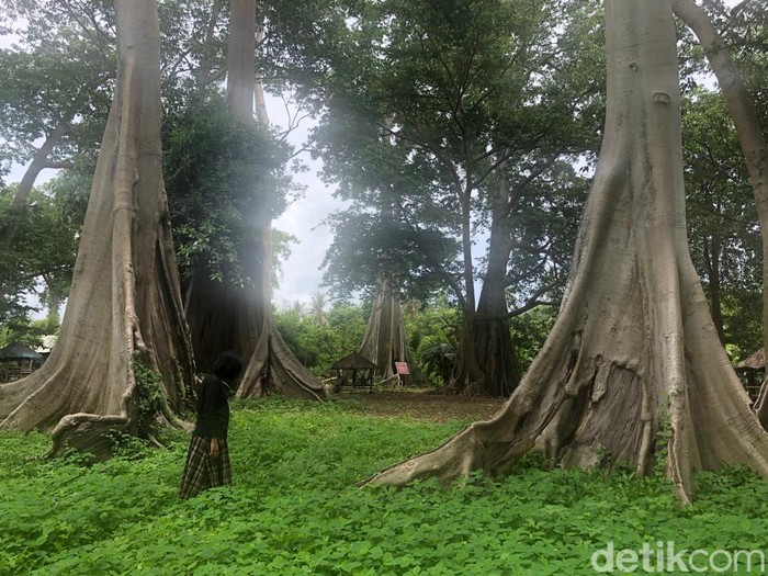 Objek wisata Pohon Lian di Lombok