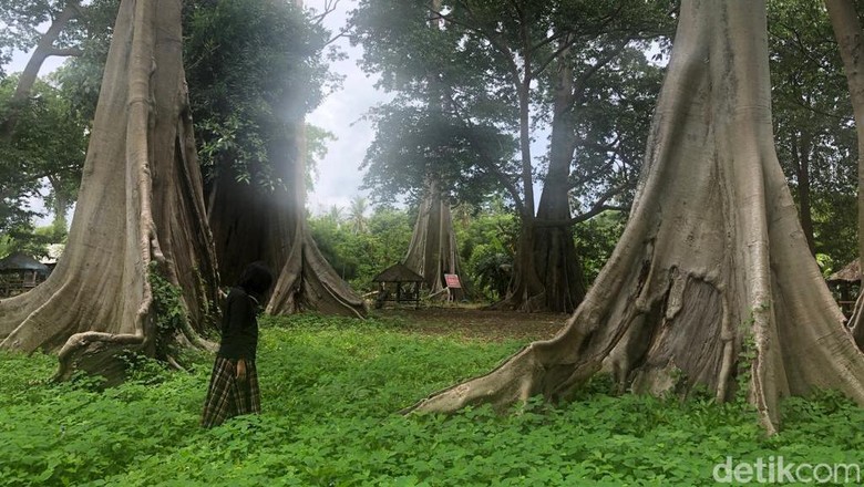 Objek wisata Pohon Lian di Lombok Objek wisata Pohon Lian di Lombok