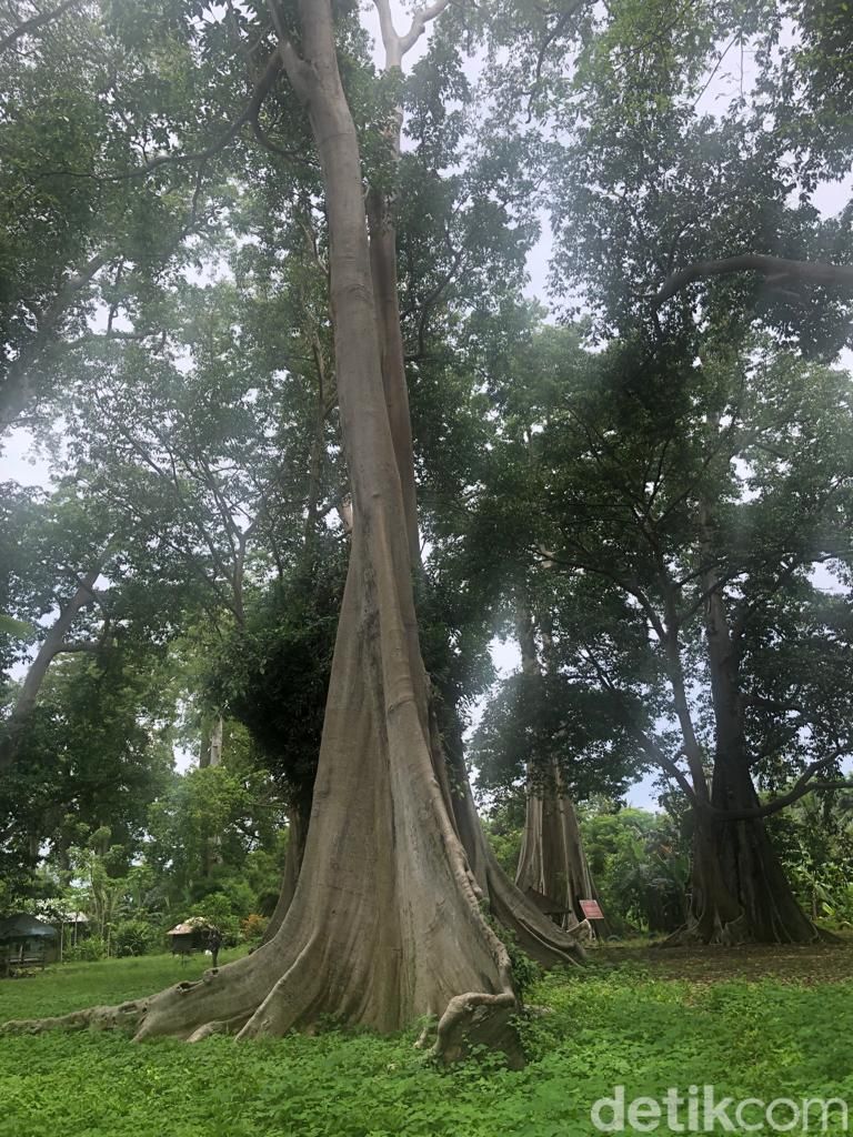 Objek wisata Pohon Lian di Lombok