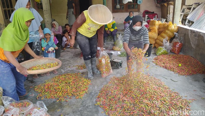 Para petani cabai di Krinjing, Magelang, harus mengayak hasil panen untuk membersihkan dari abu vulkanik Merapi yang menempel, Minggu (12/3/2023).