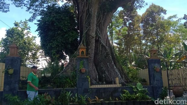 Pohon randu alas raksasa yang ada di Desa Randulanang, Kecamatan Jatinom, Klaten.
