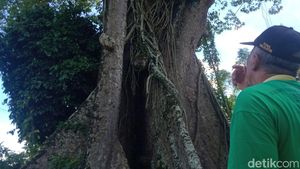 Pohon Randu Raksasa Ini Punya Rongga Muat 5 Orang, Sering Dipakai Tirakat