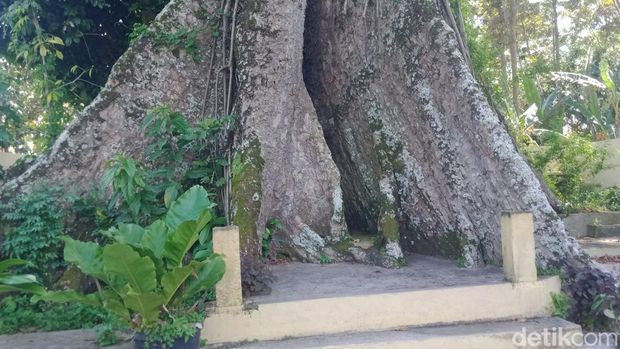 Pohon randu alas yang konon jadi asal-usul Desa Randulanang, Kecamatan Jatinom, Klaten. Foto diunggah Minggu (12/3/2023).