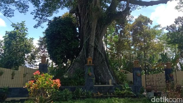Pohon randu alas yang konon jadi asal-usul Desa Randulanang, Kecamatan Jatinom, Klaten. Foto diunggah Minggu (12/3/2023).
