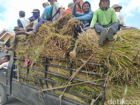 Warga lereng Merapi, Desa Krinjing, Kabupaten Magelang, terpaksa mencari pakan ternak di luar daerah karena rumput di wilayahnya terdampak hujan abu, Minggu (12/3/2023).