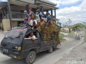 Merapi Erupsi, Ramai-ramai Peternak Magelang Cari Pakan di Luar Daerah