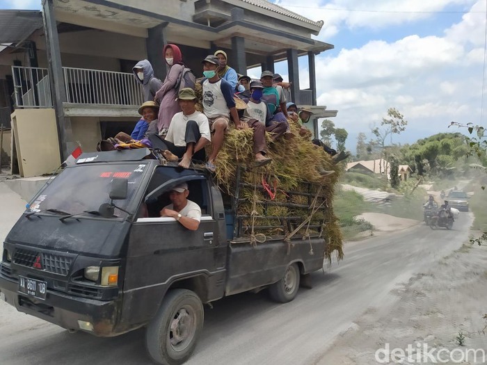 Warga lereng Merapi, Desa Krinjing, Kabupaten Magelang, terpaksa mencari pakan ternak di luar daerah karena rumput di wilayahnya terdampak hujan abu, Minggu (12/3/2023).