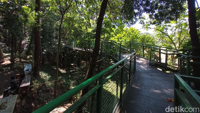 Babakan Siliwangi Forest Walk