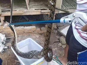 Marak Ular Masuk Rumah di Perkotaan Ciamis, Ini Penyebabnya