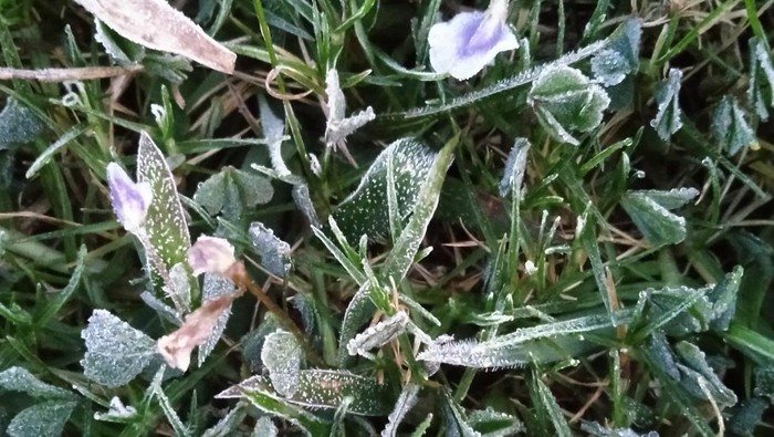 Embun es di kompleks Candi Arjuna, Dieng, Senin (13/3/2023). Embun es di kompleks Candi Arjuna, Dieng, Senin (13/3/2023).