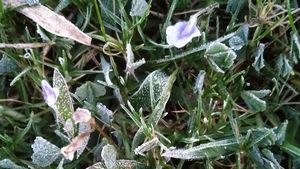 Brrrr...! Suhu Dieng Sentuh 1,49 Derajat Celcius Sampai Muncul Embun Es