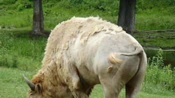 Bison setengah albino. Foto: Flickr via Ranked