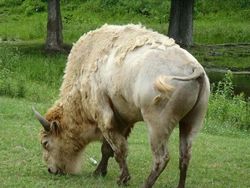 Deretan Hewan Setengah Albino yang Memukau