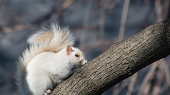 Tupai setengah albino. Foto: Flickr via Ranked