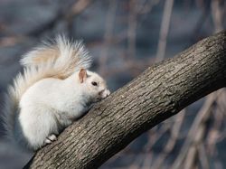 Deretan Hewan Setengah Albino yang Memukau