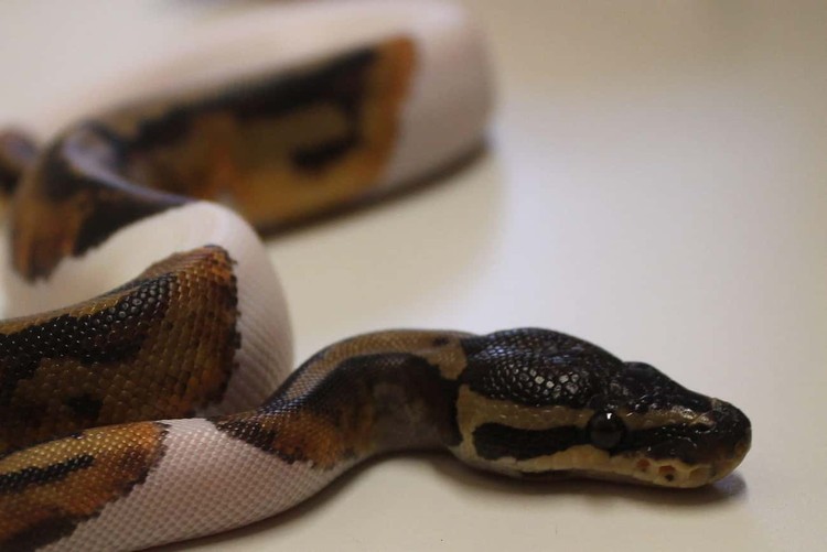 Hewan albino Hewan Albino