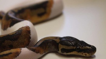 Meskipun secara teknis mereka bukan albino, nama sehari-hari setengah albino menggelinding dari lidah sedikit lebih halus daripada leucistic. Foto: Flickr via Ranked