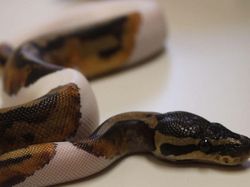 Deretan Hewan Setengah Albino yang Memukau