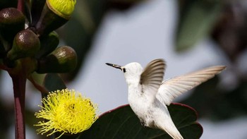 Hewan leusistik masih mempertahankan sebagian pigmennya, yang menghasilkan pola belang-belang yang indah. Foto: Flickr via Ranked