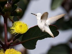 Deretan Hewan Setengah Albino yang Memukau