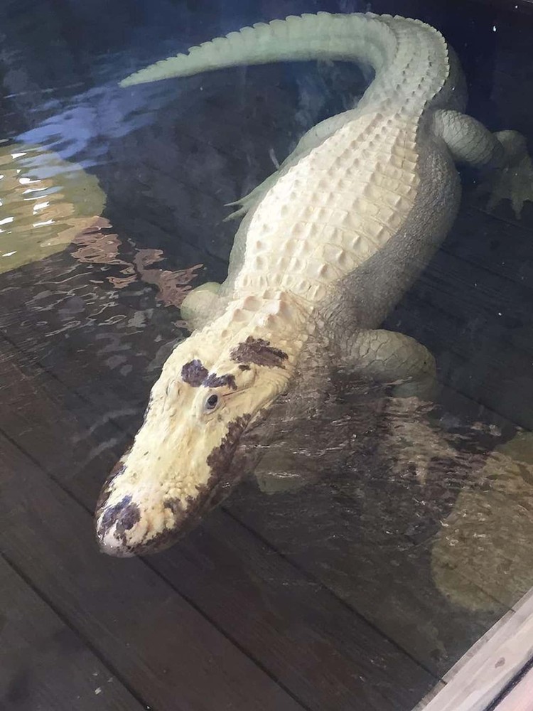 Hewan albino Hewan Albino