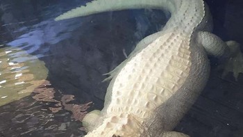 Jadi, hewan setengah albino sebenarnya bukan albino sama sekali. Foto: Flickr via Ranked