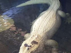 Deretan Hewan Setengah Albino yang Memukau