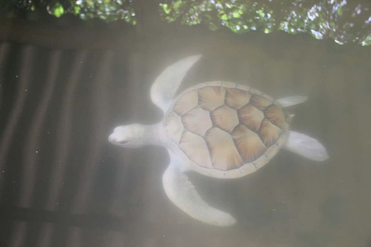 Hewan albino Hewan Albino