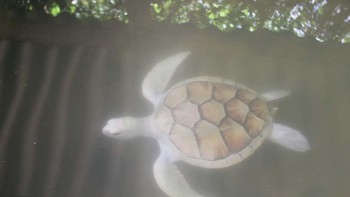 Tidak seperti hewan albino, makhluk leucistic sering mempertahankan sebagian dari warnanya. Foto: Flickr via Ranked