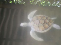 Deretan Hewan Setengah Albino yang Memukau