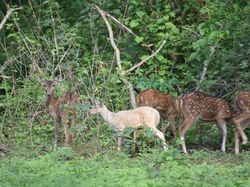 Deretan Hewan Setengah Albino yang Memukau