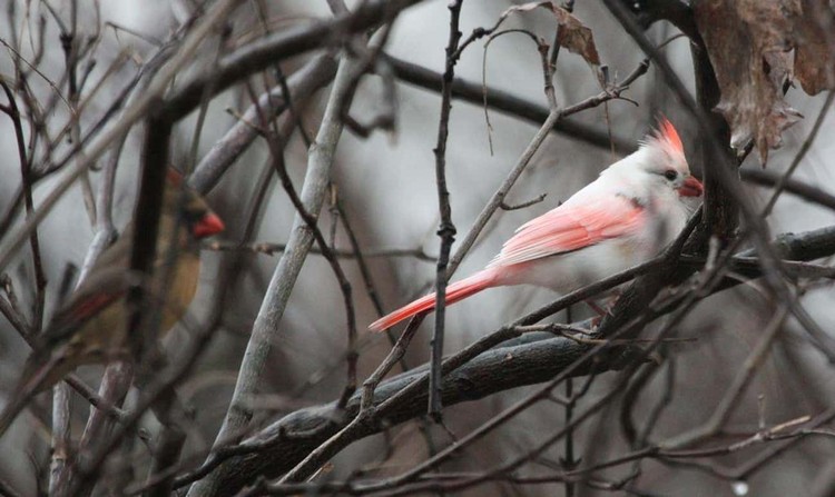 Hewan Albino