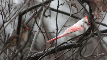 Leucism adalah kelainan genetik yang sangat mirip dengan albinisme, di mana hewan dilahirkan dengan kekurangan pigmen tertentu. Itu bisa dilihat perbedaan antara dua burung ini. Foto: Flickr via Ranked