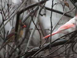 Deretan Hewan Setengah Albino yang Memukau